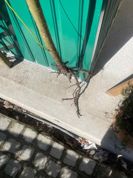 Photo of free Willow tree (PR8 Birkdale) #2