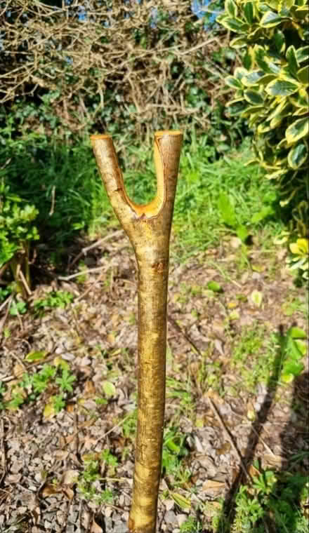 Photo of Thumb/walking stick (Lingfield RH7) #1