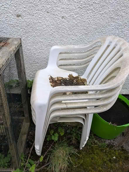 Photo of free Plastic garden chairs x 4 (Sutton Manor WA8) #1