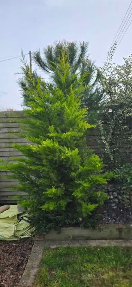 Photo of free 2 x trees (Bridgnorth WV15) #2