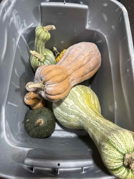 Photo of free Whole buncha squash (Parker Ave at Pearl, Aurora) #1