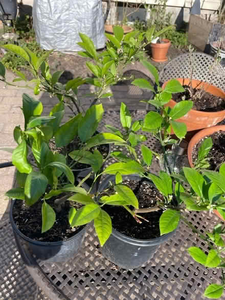 Photo of free 3 Dwarf Orange Plants (wethersfield) #1