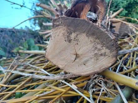 Photo of free Willow Tree for charcoal making (Stratford Road ,Stroud) #3