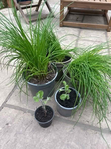 Photo of free Pots of chive and mint (RH12) #1