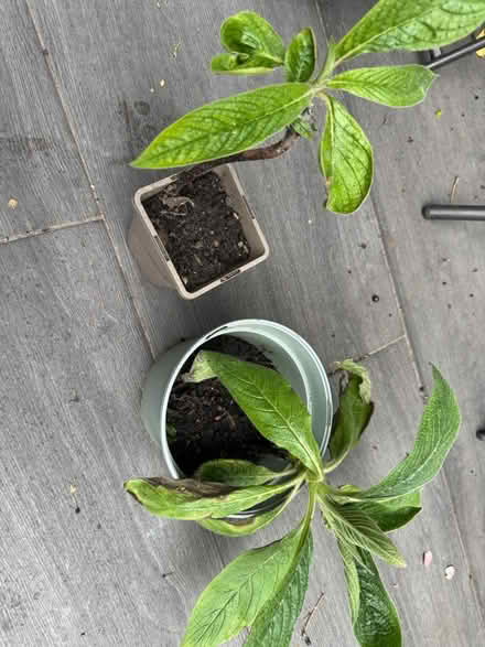 Photo of free 2 Echium plants (Elephant and Castle) #1
