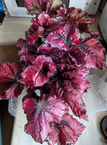 Photo of free Houseplant (BD16) #1