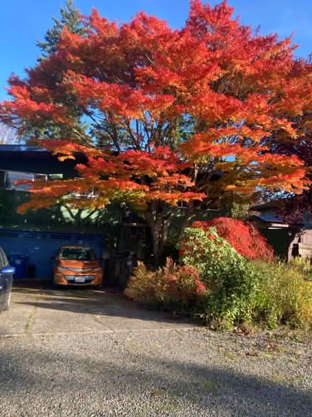 Photo of free Baby Japanese maple (Seattle Crown Hill) #3