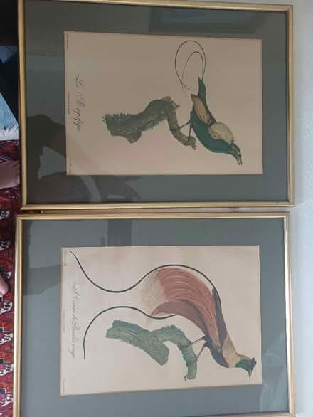 Photo of free 2 framed bird prints (Moor Park HA6) #1