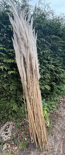 Photo of free Pampas grass fronds (Kippington TN13) #1
