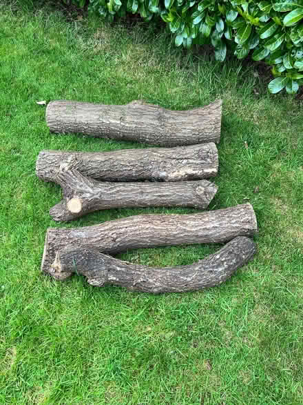 Photo of free Oak Logs (Willenhall CV3) #2