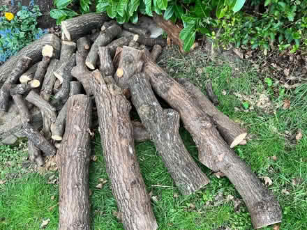 Photo of free Oak Logs (Willenhall CV3) #1