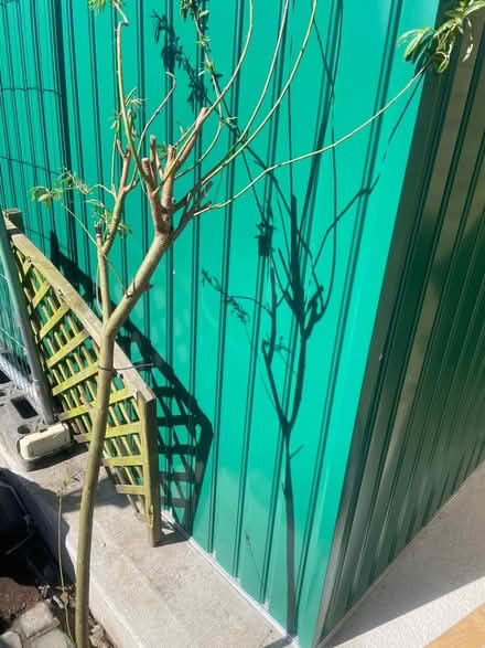 Photo of free Willow tree (PR8 Birkdale) #1