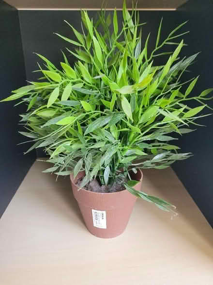 Photo of free Fake plant from Ikea (Shenley Fields B29) #1