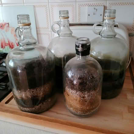 Photo of free Four bottles/Mini terrariums (Hollybush NP44) #1