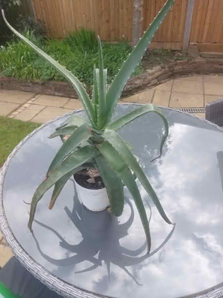 Photo of free Aloe Vera plant (West Wickham) #1