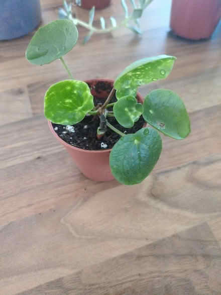 Photo of free Small Chinese Money plant (Buckstone EH10) #1