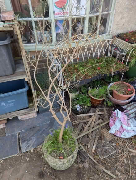 Photo of free Olive tree in a stone pot (Portslade by Sea BN41) #1