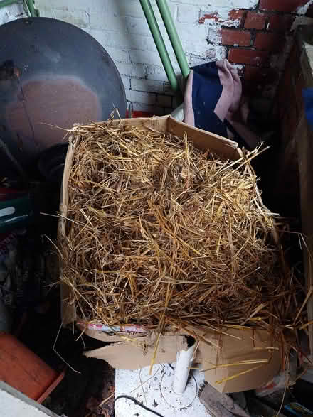 Photo of free Large box of straw (Carter Knowle Rd area S7) #1