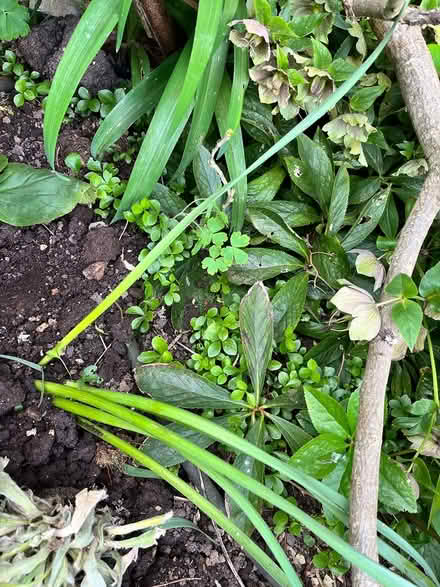 Photo of free Christmas rose seedlings (CM12) #2