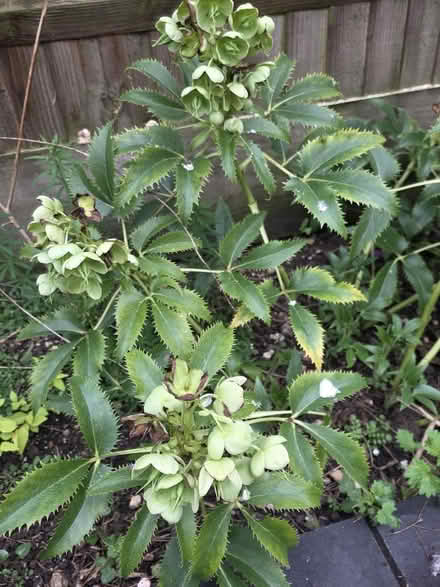 Photo of free Evergreen Shrub Rooted Cutting (Bovingdon) #2