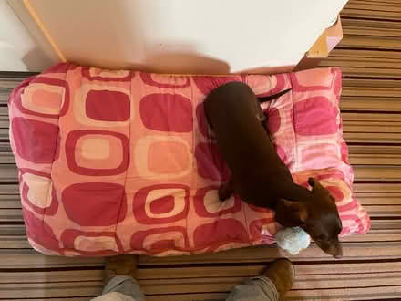 Photo of free Old sleeping bag and duvet /pet bed (Northlands Wood) #1