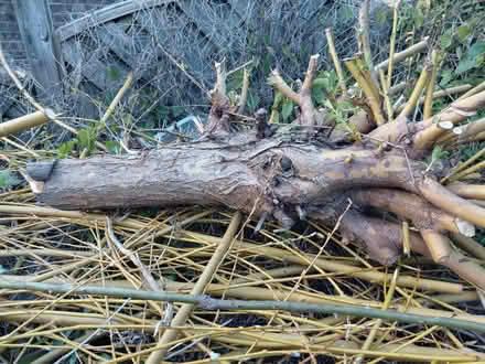 Photo of free Willow Tree for charcoal making (Stratford Road ,Stroud) #1