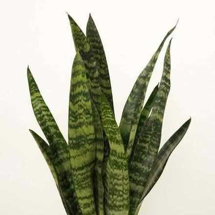 Photo of Snake Plant or other plants (Conniburrow MK14) #1
