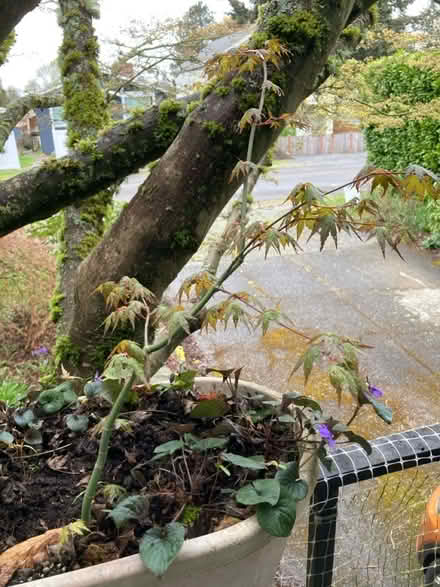 Photo of free Baby Japanese maple (Seattle Crown Hill) #1