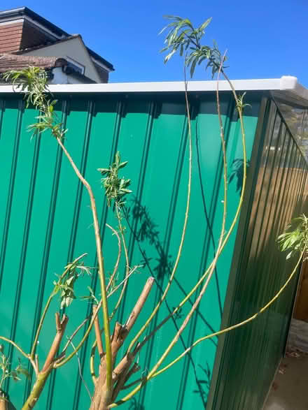 Photo of free Willow tree (PR8 Birkdale) #3