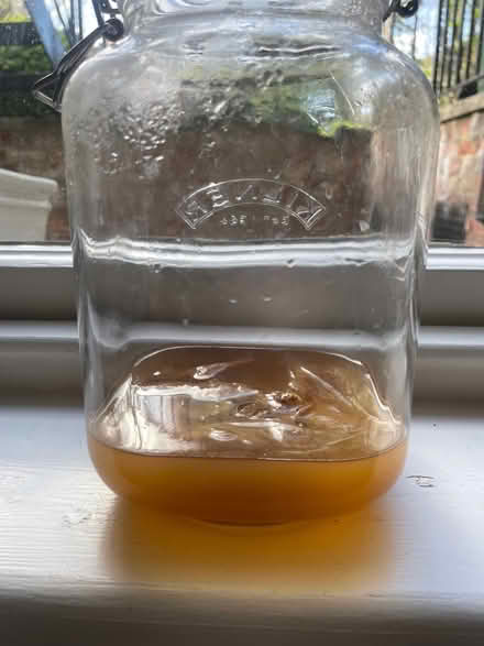 Photo of free Kombucha starter (Norham Manor OX2) #1