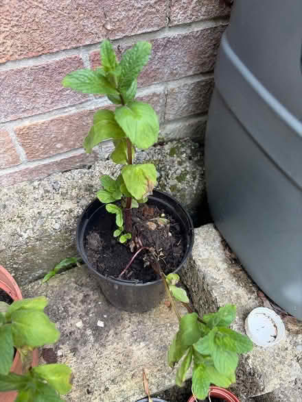 Photo of free Pot of garden mint (Westbury Wilts BA13) #1