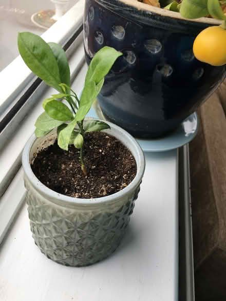 Photo of free Baby Calamondin (Sour Citrus) Plant (Hove New Church Road) #1