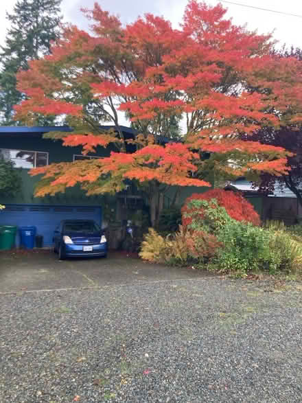 Photo of free Baby Japanese maple (Seattle Crown Hill) #2