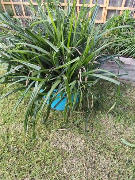 Photo of free Large decorative grass (Clifton NG11) #1
