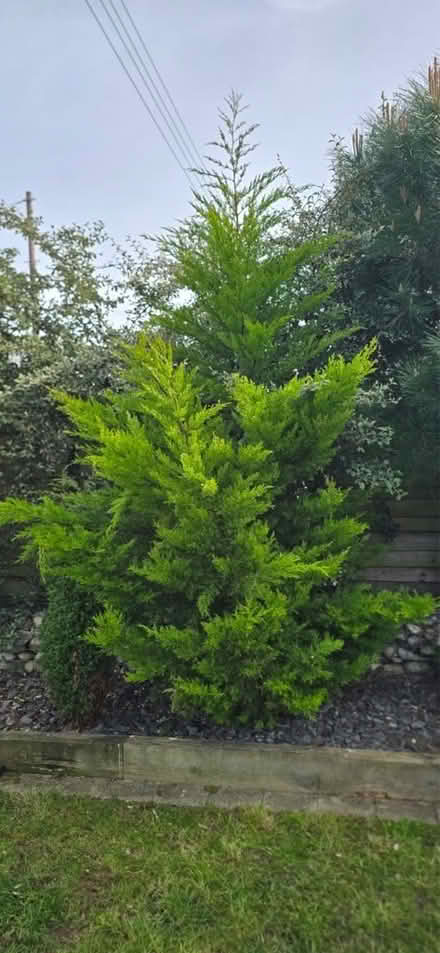 Photo of free 2 x trees (Bridgnorth WV15) #1