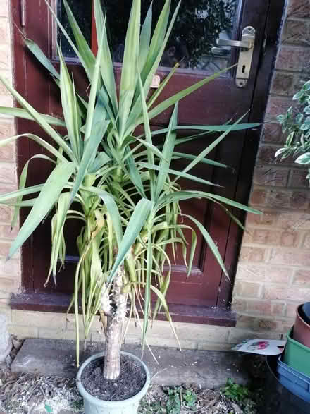 Photo of free Yukka house plant (Littleport CB6) #1