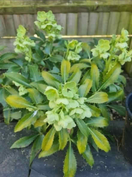 Photo of free Evergreen Shrub Rooted Cutting (Bovingdon) #1