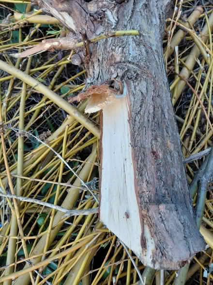 Photo of free Willow Tree for charcoal making (Stratford Road ,Stroud) #2