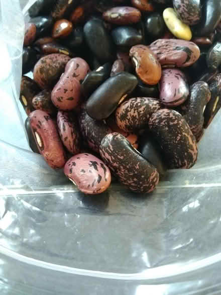 Photo of free Runner beans seeds x 30 (Millhouses S7) #1