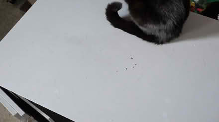 Photo of free Cat Litter Cupboard (Gateshead (NE8)) #3