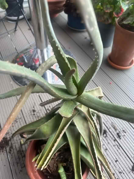 Photo of free Aloe Vera plant (Canary Wharf, E14) #3