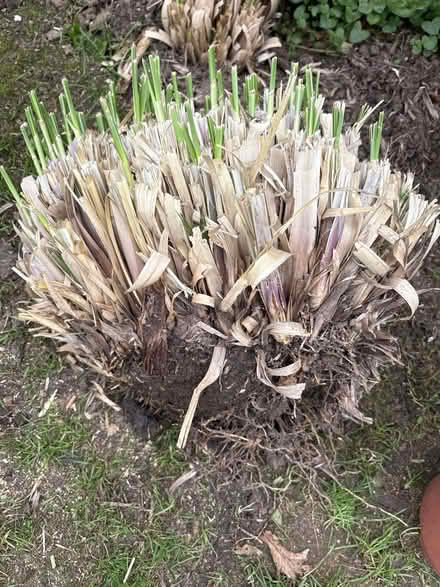 Photo of free Clump of Pampas Grass Root (Redhill, Surrey RH1 2) #1