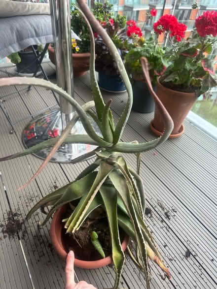 Photo of free Aloe Vera plant (Canary Wharf, E14) #4