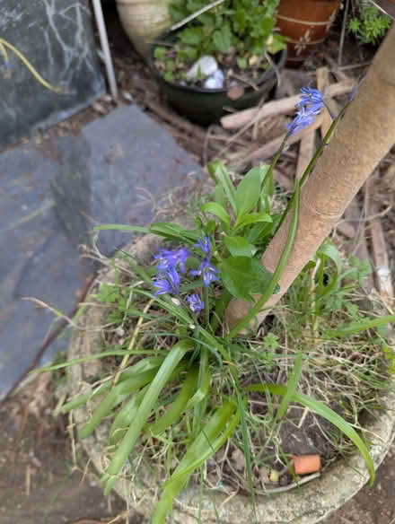 Photo of free Olive tree in a stone pot (Portslade by Sea BN41) #2