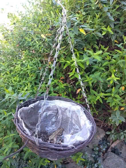 Photo of free Hanging baskets (Sutton Courtenay OX14) #4