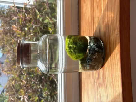 Photo of free Marimo ball aquatic plant (Royal Leamington Spa CV31) #1
