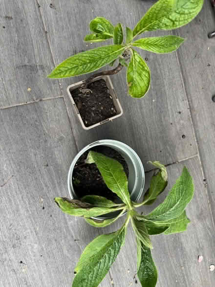 Photo of free 2 Echium plants (Elephant and Castle) #2