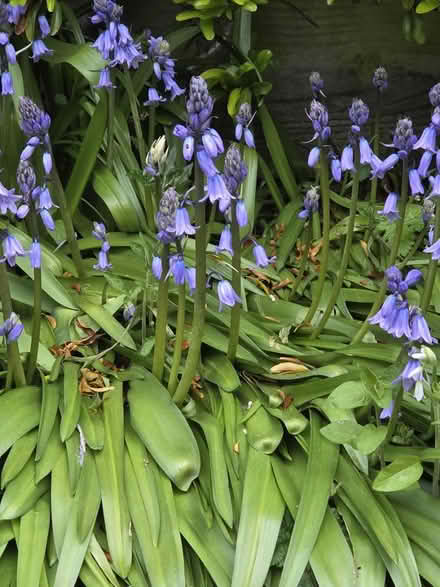 Photo of free Blue Bells (Bovingdon) #1