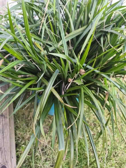 Photo of free Large decorative grass (Clifton NG11) #2