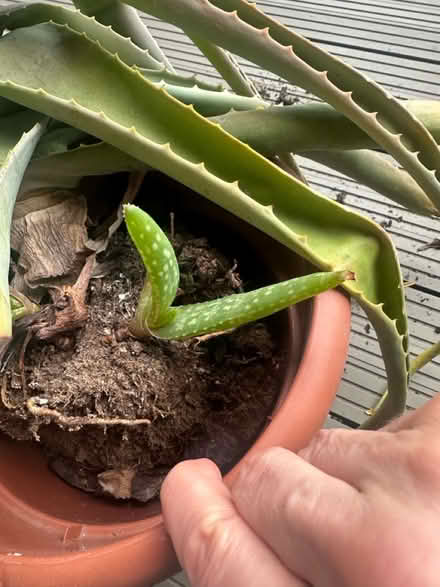 Photo of free Aloe Vera plant (Canary Wharf, E14) #1